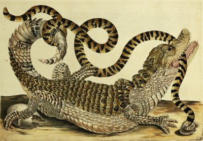 Alligator and Snake by Maria Sibylla Merian